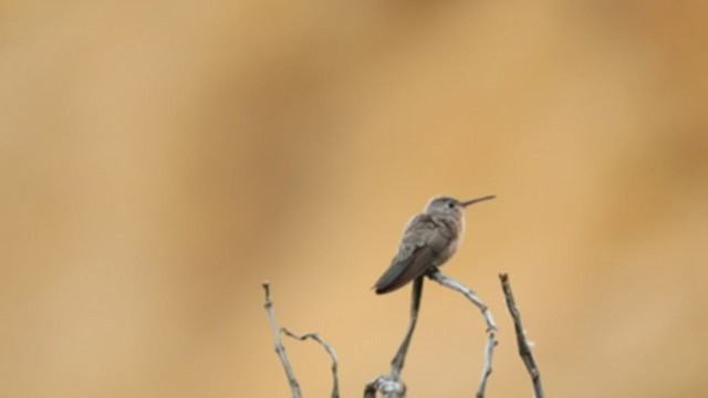 kolibřík rusoprsý - ML344699451