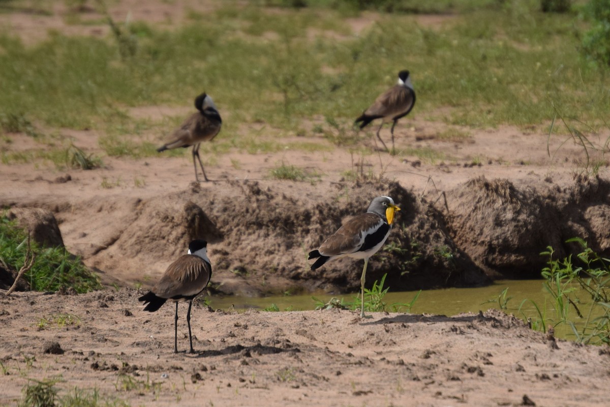 White-crowned Lapwing - ML344700801