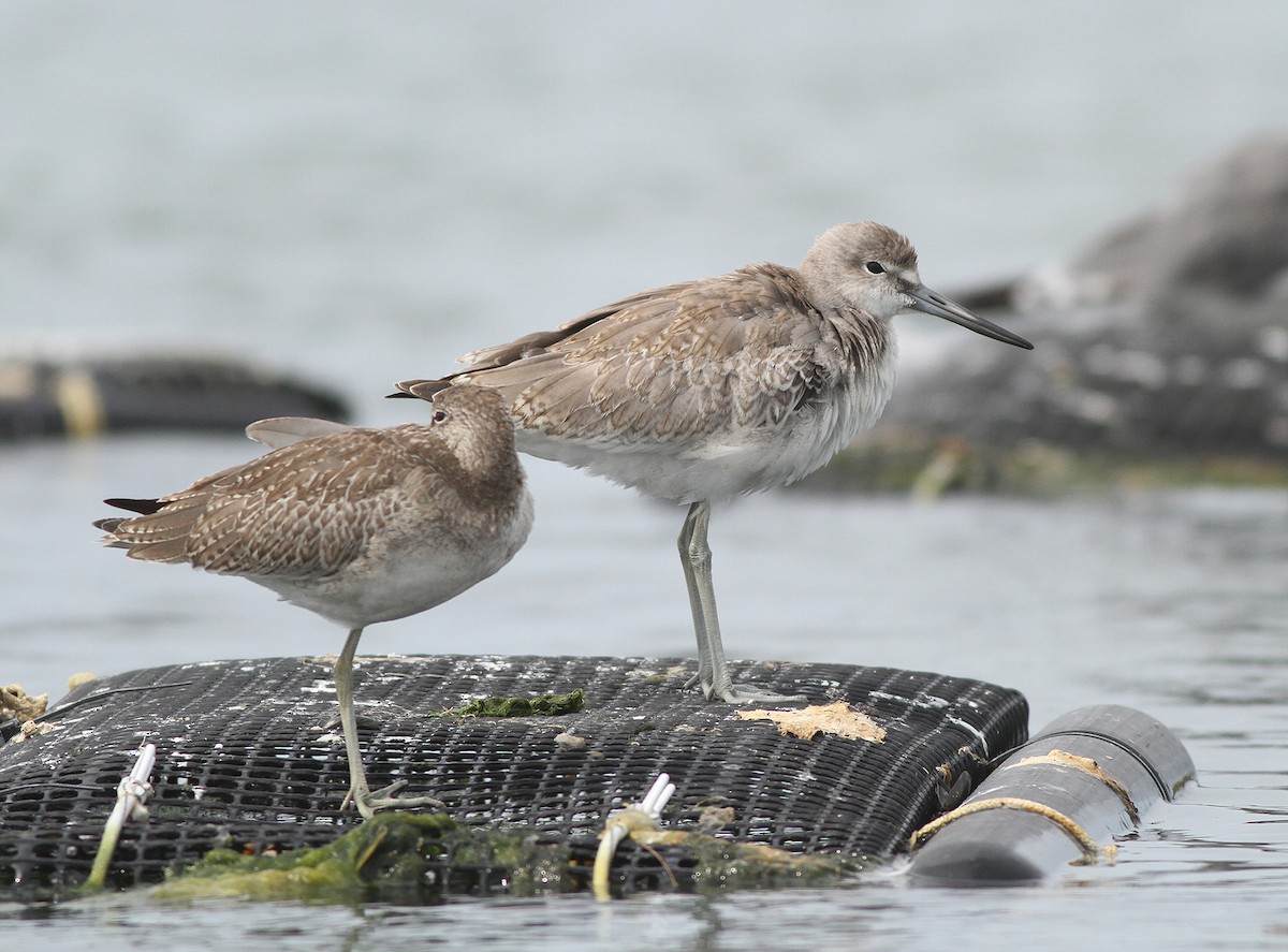 willetsnipe (semipalmata) - ML34470141