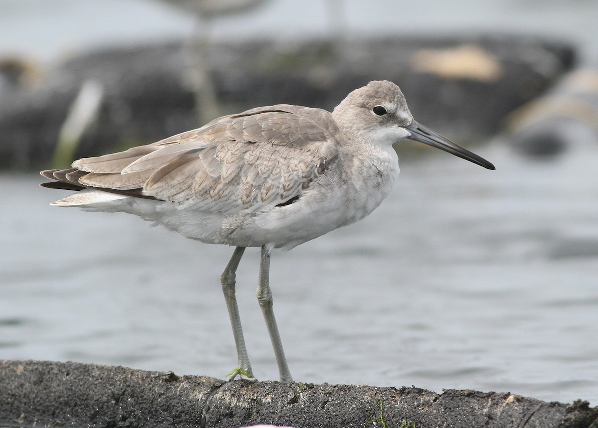 Willet (Western) - ML34470191