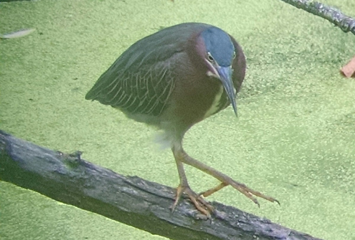 Green Heron - ML34470441