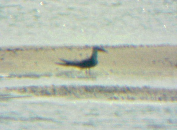 Black Skimmer - ML34470601