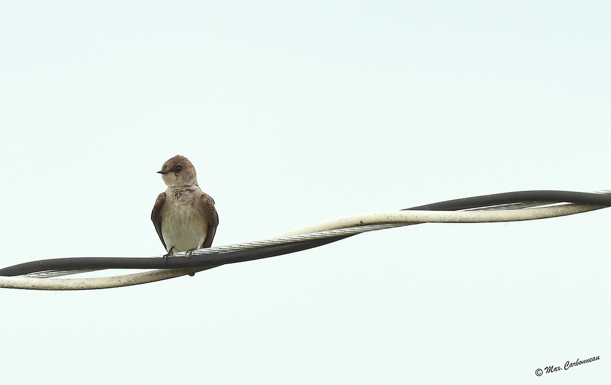 Northern Rough-winged Swallow - Maxime Carbonneau