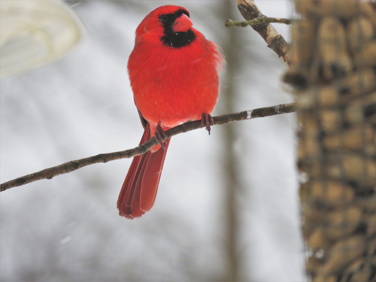 Northern Cardinal - ML344710351