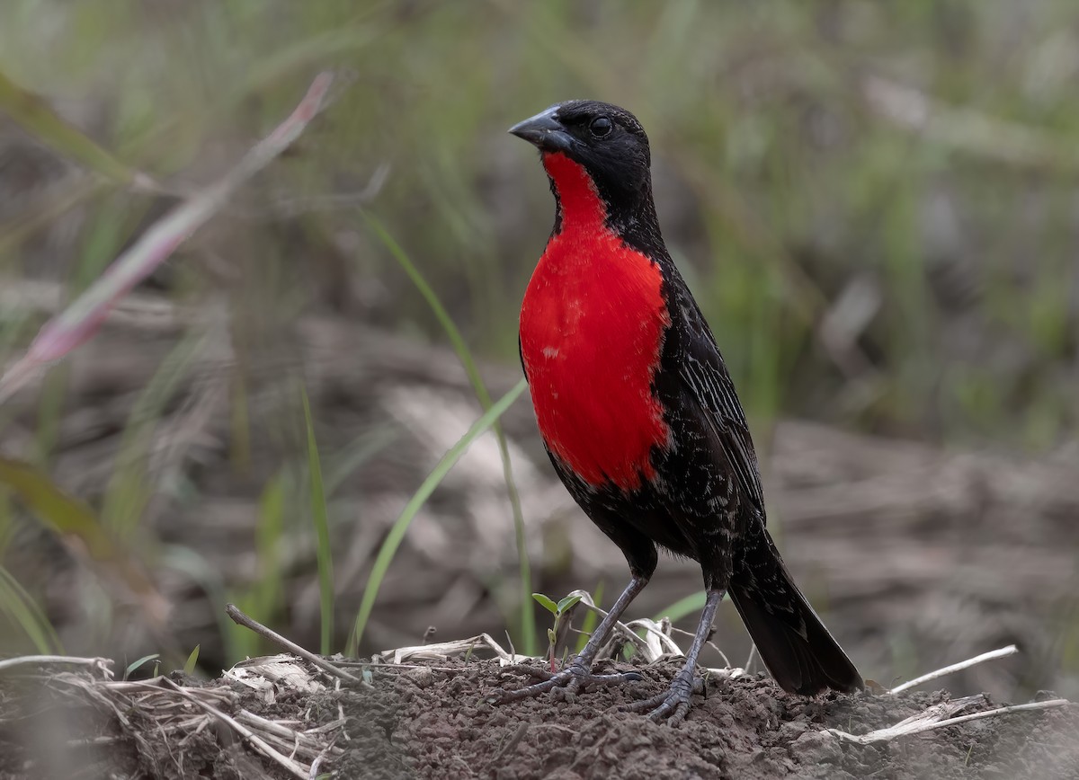 Red-breasted Meadowlark - ML344710821