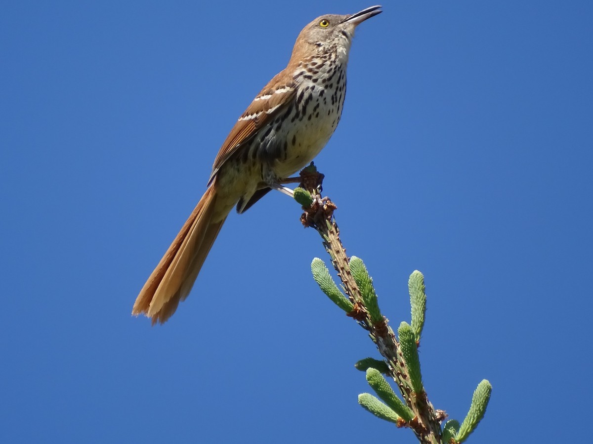 Brown Thrasher - claudine lafrance cohl