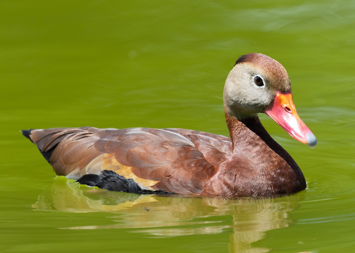 Black-bellied Whistling-Duck - ML344712231