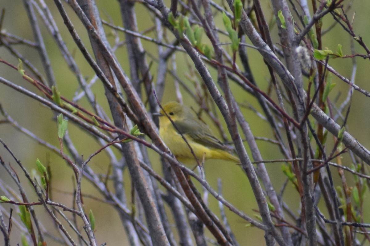 Yellow Warbler - Syd Cannings