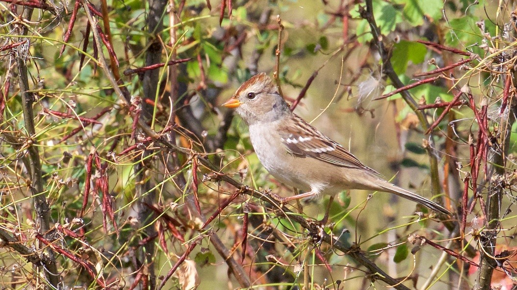 White-crowned Sparrow (Gambel's) - ML34471281