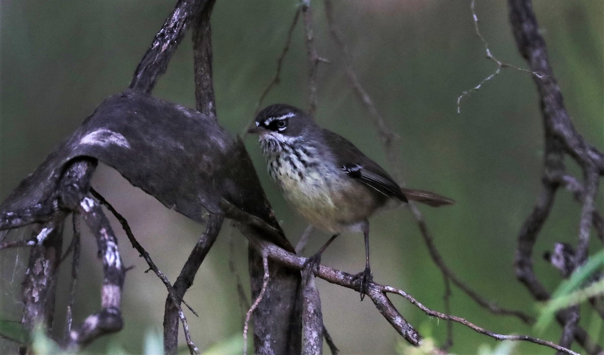 Spotted Scrubwren - ML344713251