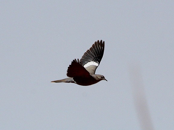 White-winged Dove - ML34471361