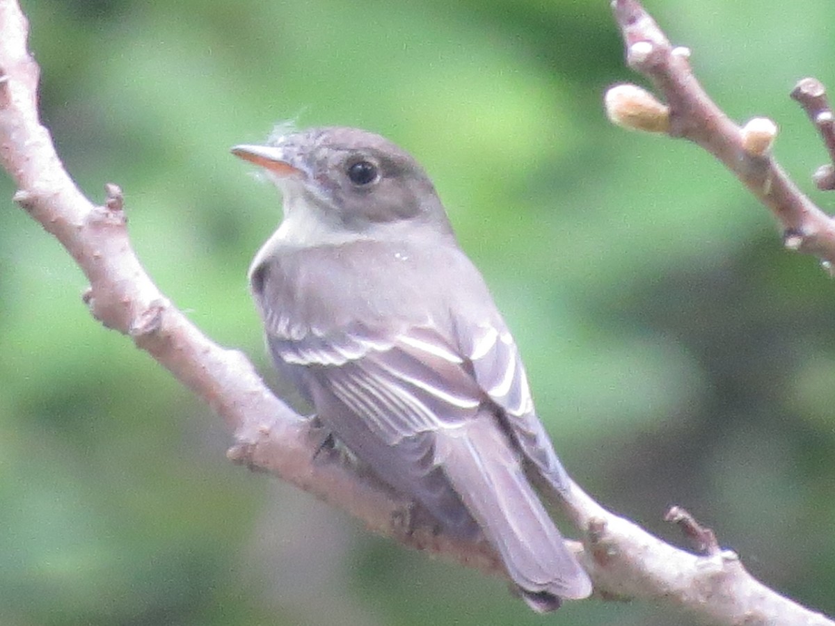 Eastern Wood-Pewee - ML344716021