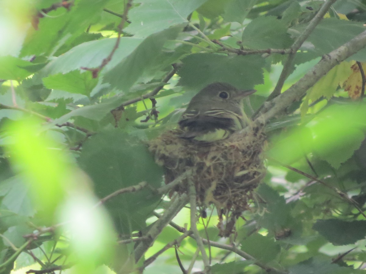 Acadian Flycatcher - ML344716231