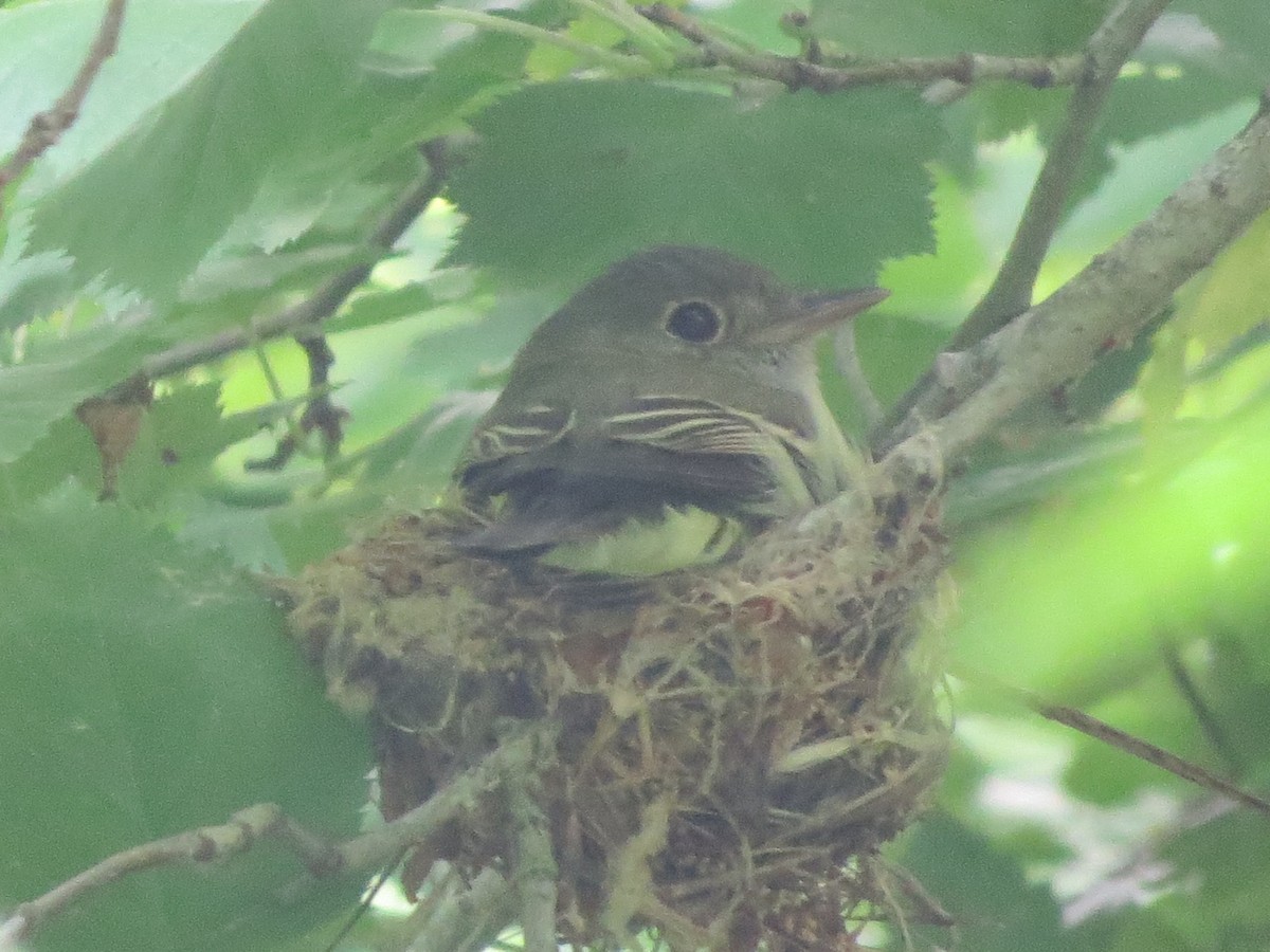 Acadian Flycatcher - ML344716371