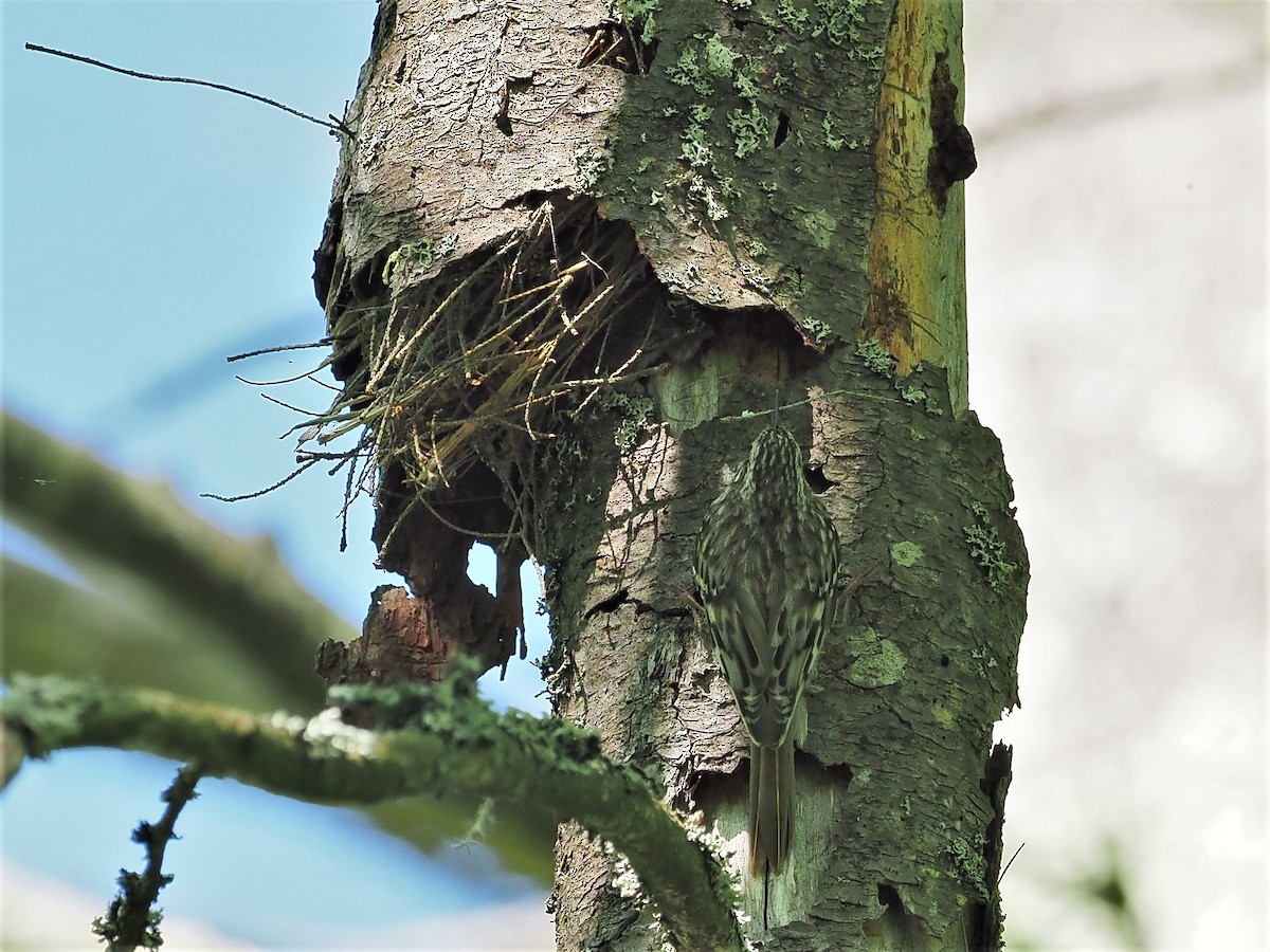 Brown Creeper - ML344716401