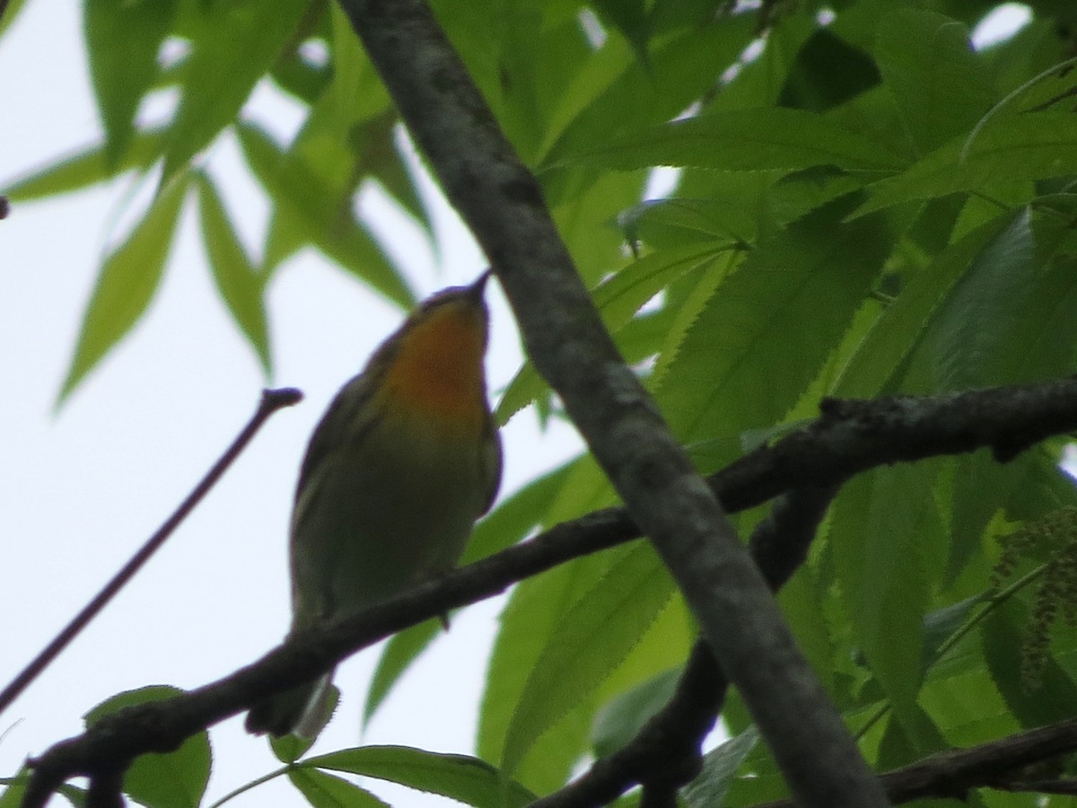 Blackburnian Warbler - ML344716411