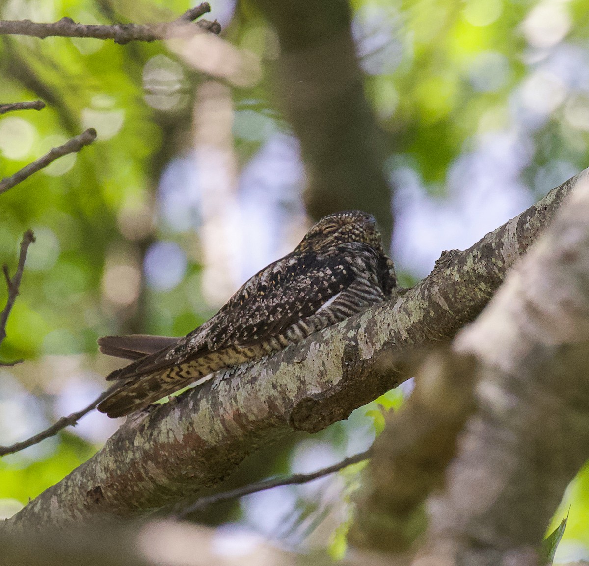 Common Nighthawk - Jason Barcus