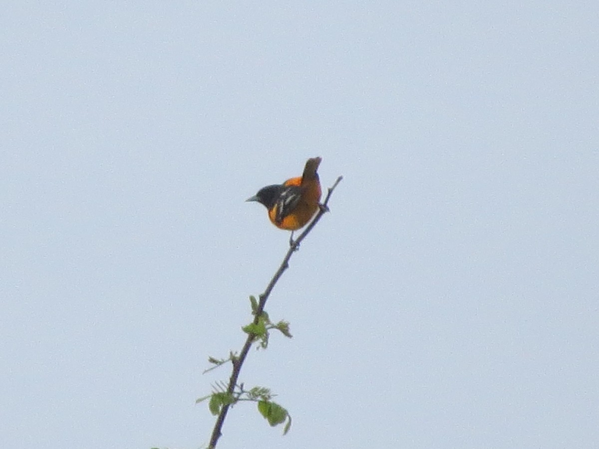 Baltimore Oriole - ML344717261