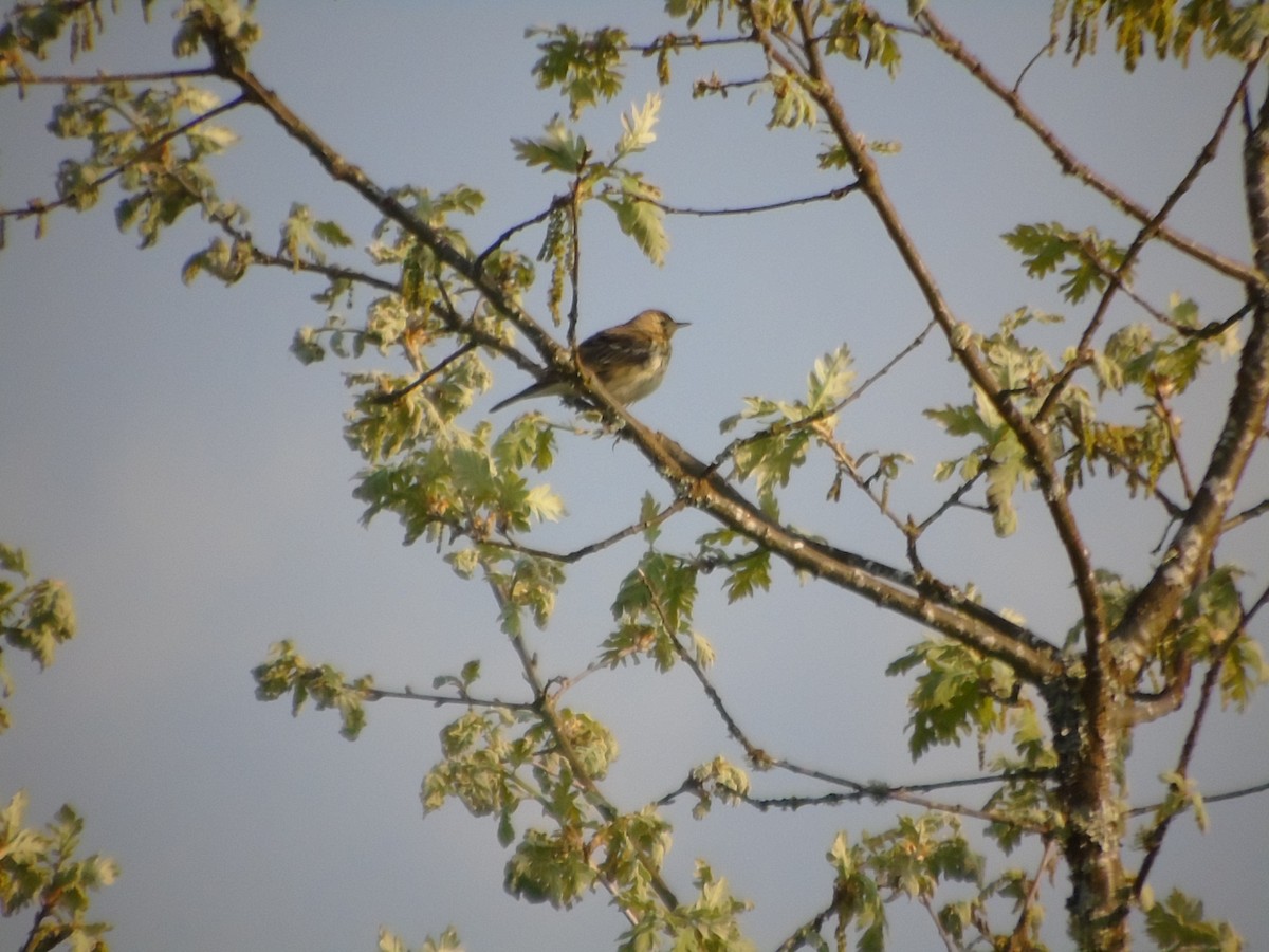 Tree Pipit - Carlos Pereira