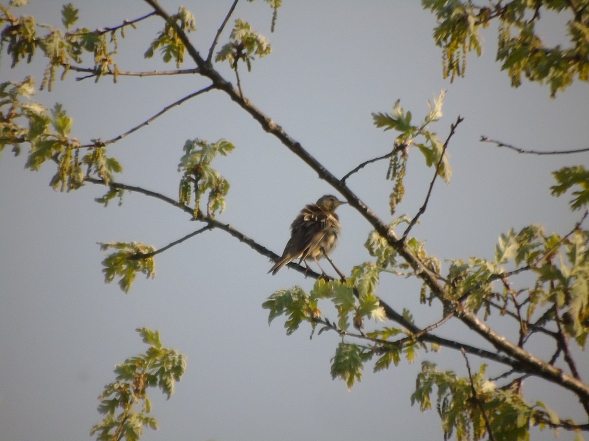 Tree Pipit - Carlos Pereira