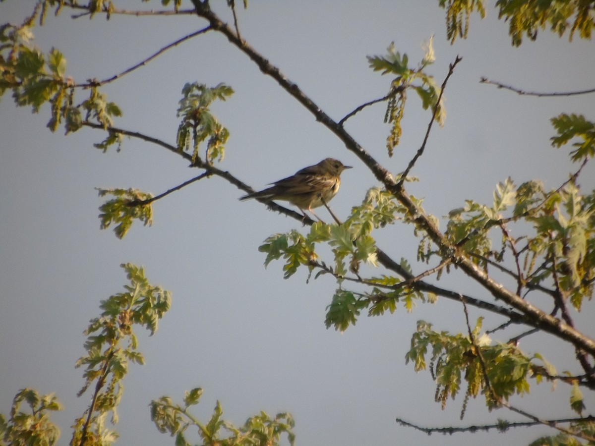 Tree Pipit - Carlos Pereira