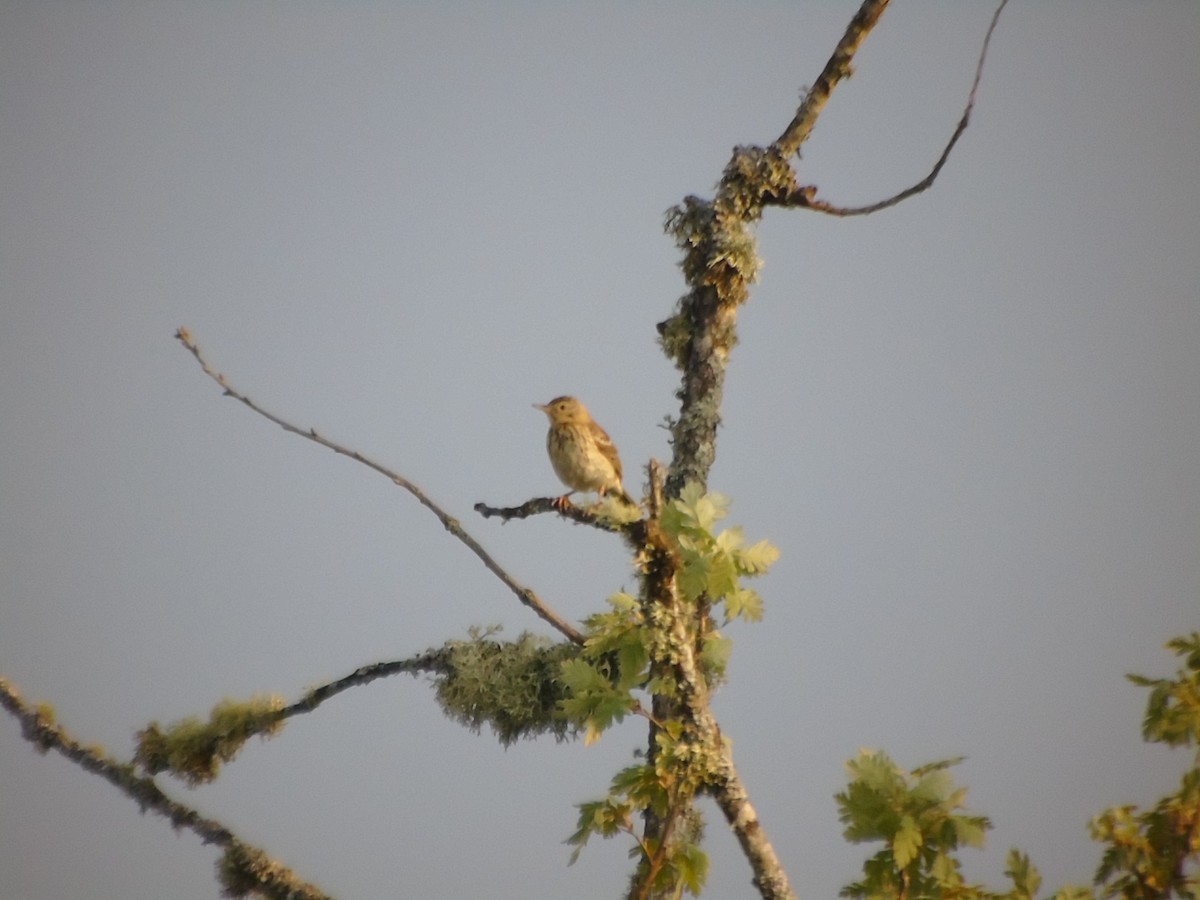 Tree Pipit - Carlos Pereira