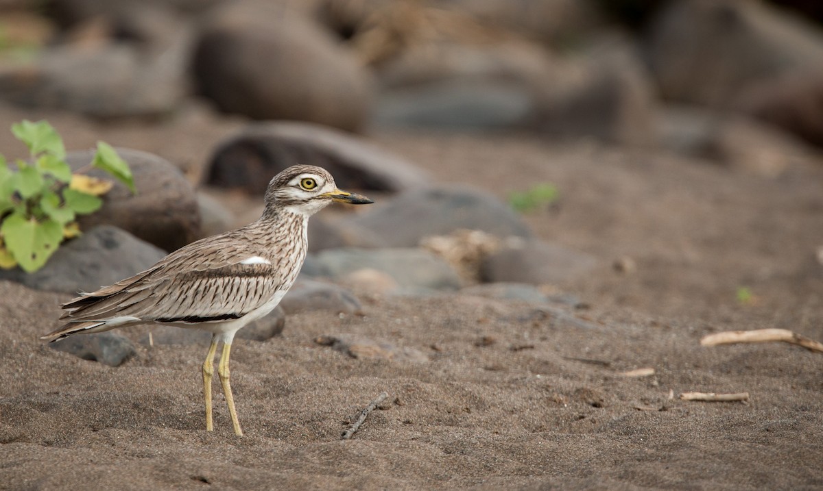 Senegal Thick-knee - ML34472021