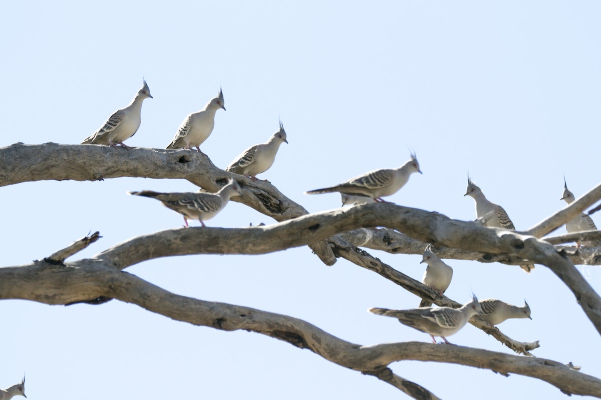 Crested Pigeon - ML344721101