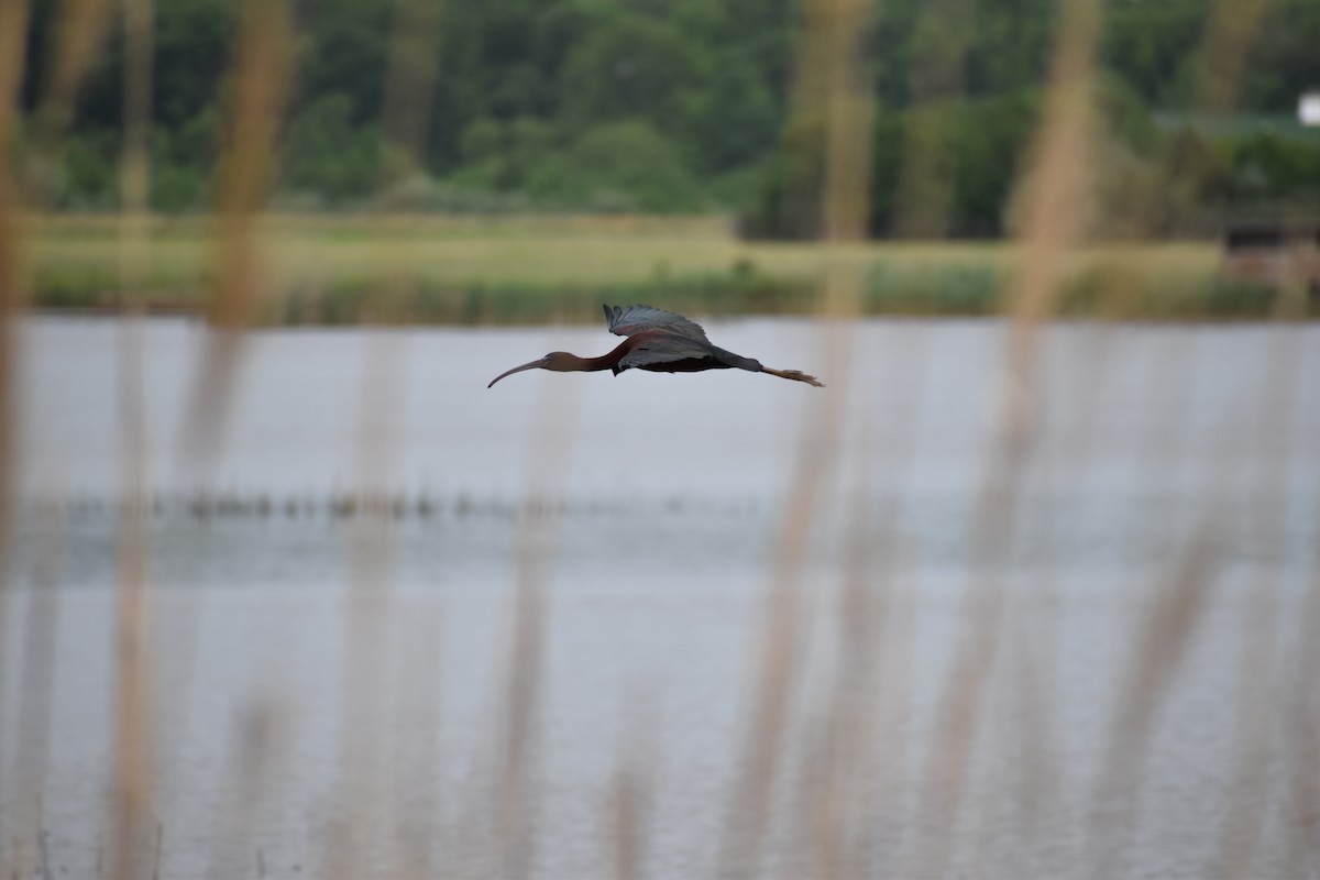 Glossy Ibis - ML344721221