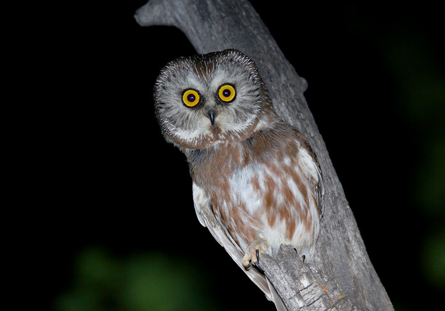 Northern Saw-whet Owl - Tim Avery