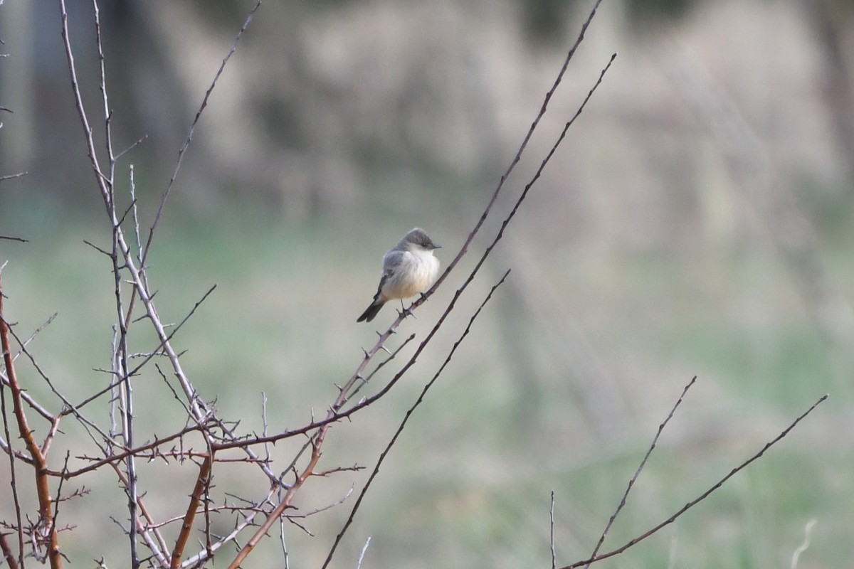 Say's Phoebe - Ryan Merrill