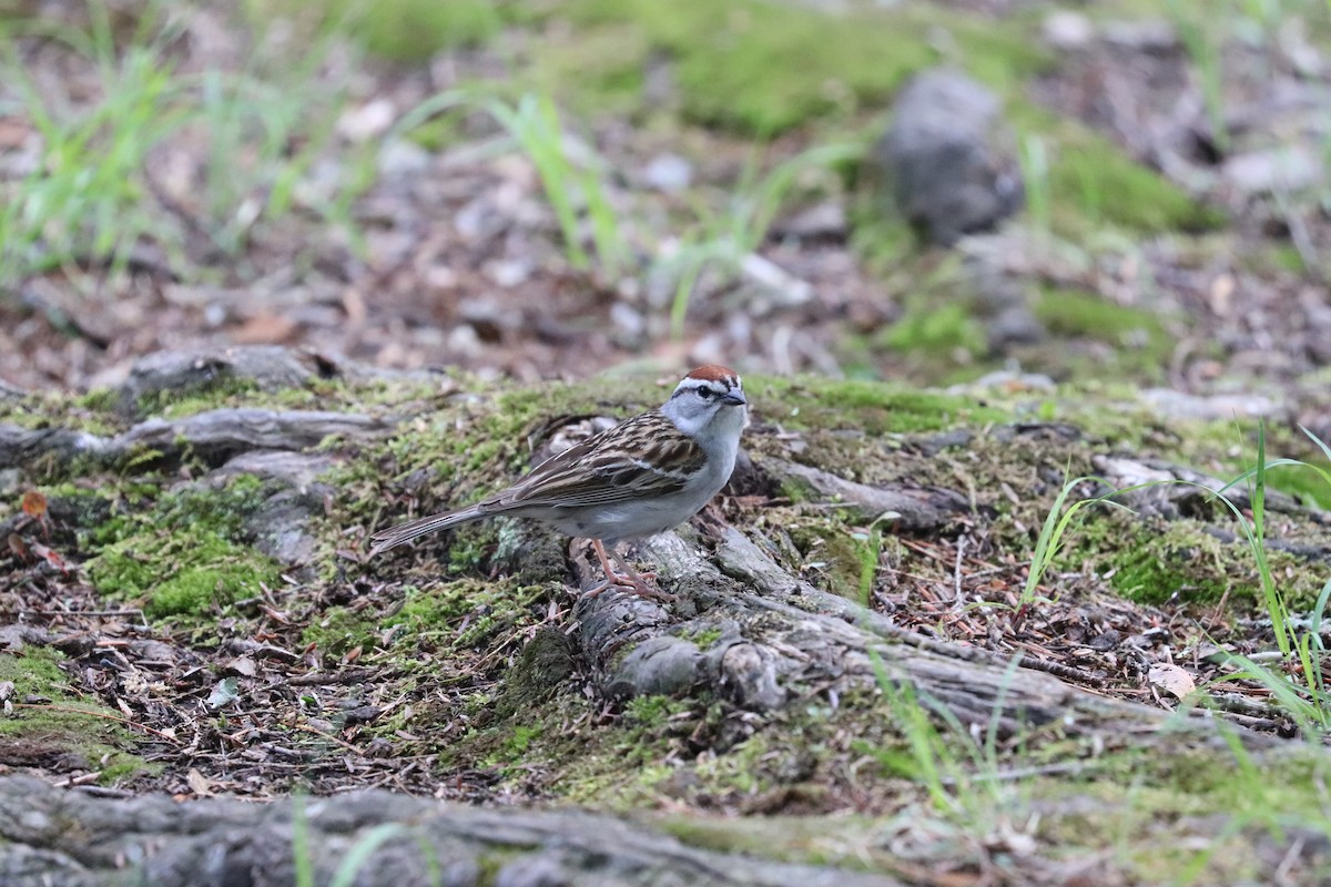 Chipping Sparrow - ML344722001