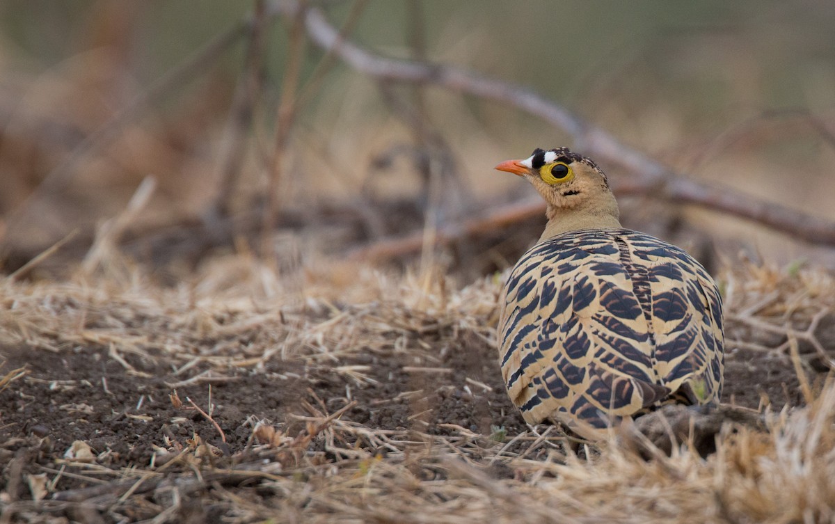 Four-banded Sandgrouse - ML34472221