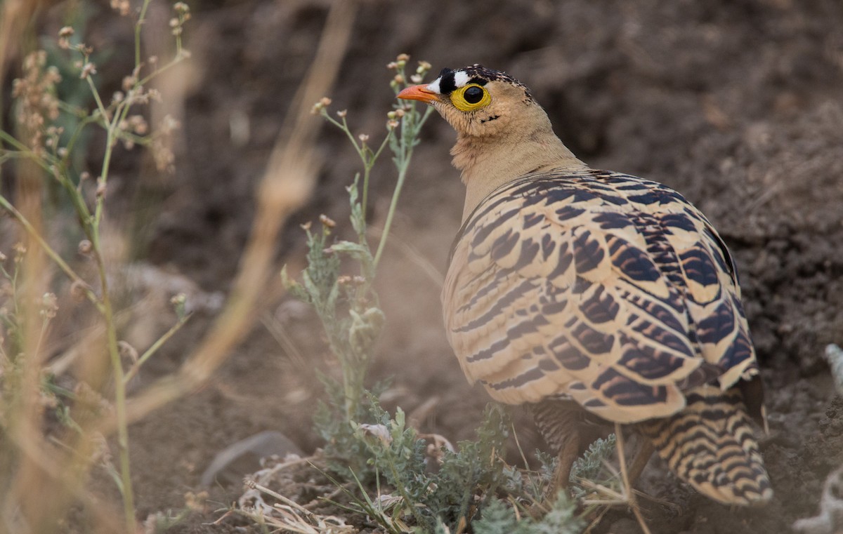 Four-banded Sandgrouse - ML34472231