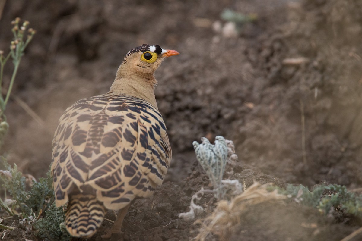 Four-banded Sandgrouse - ML34472241