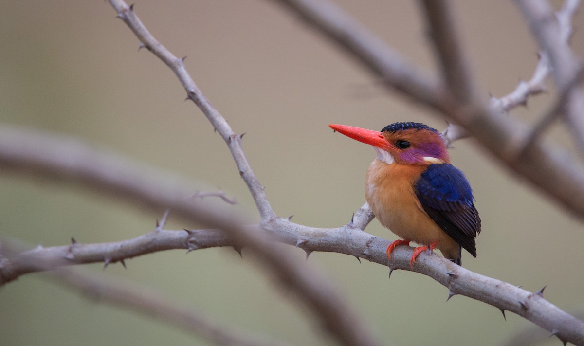 African Pygmy Kingfisher - ML34472321