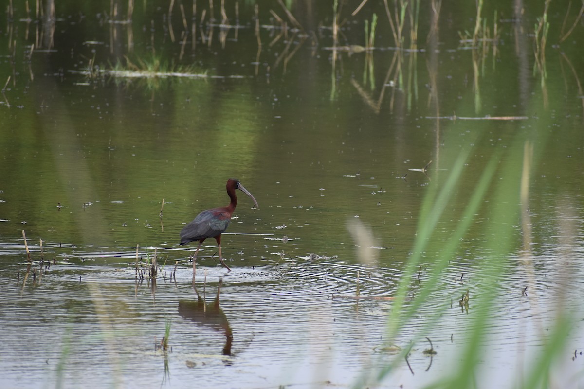 Glossy Ibis - ML344723221