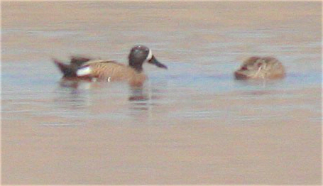 Blue-winged Teal - ML344724201