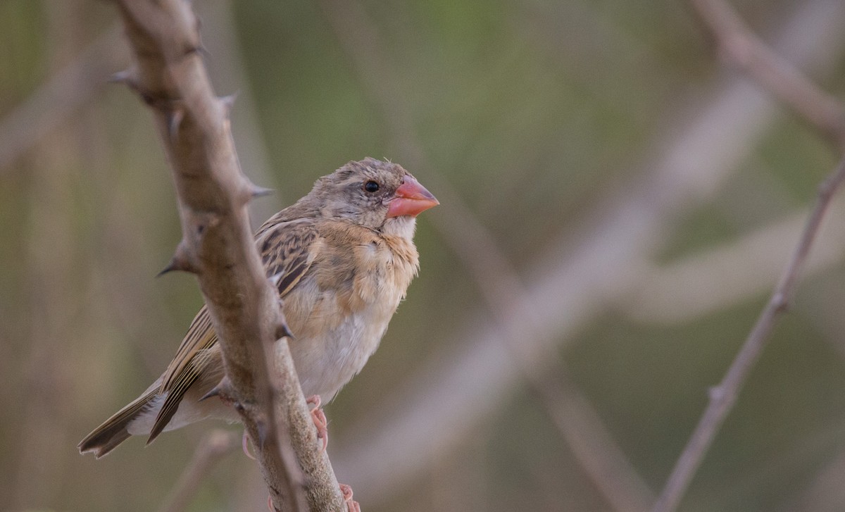 Red-billed Quelea - ML34472561