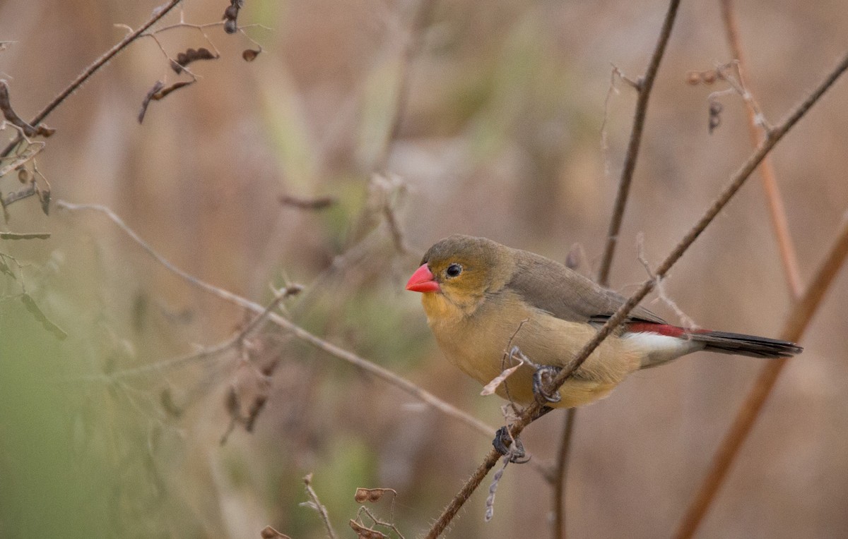 Astrild à poitrine fauve (ochrogaster) - ML34472591