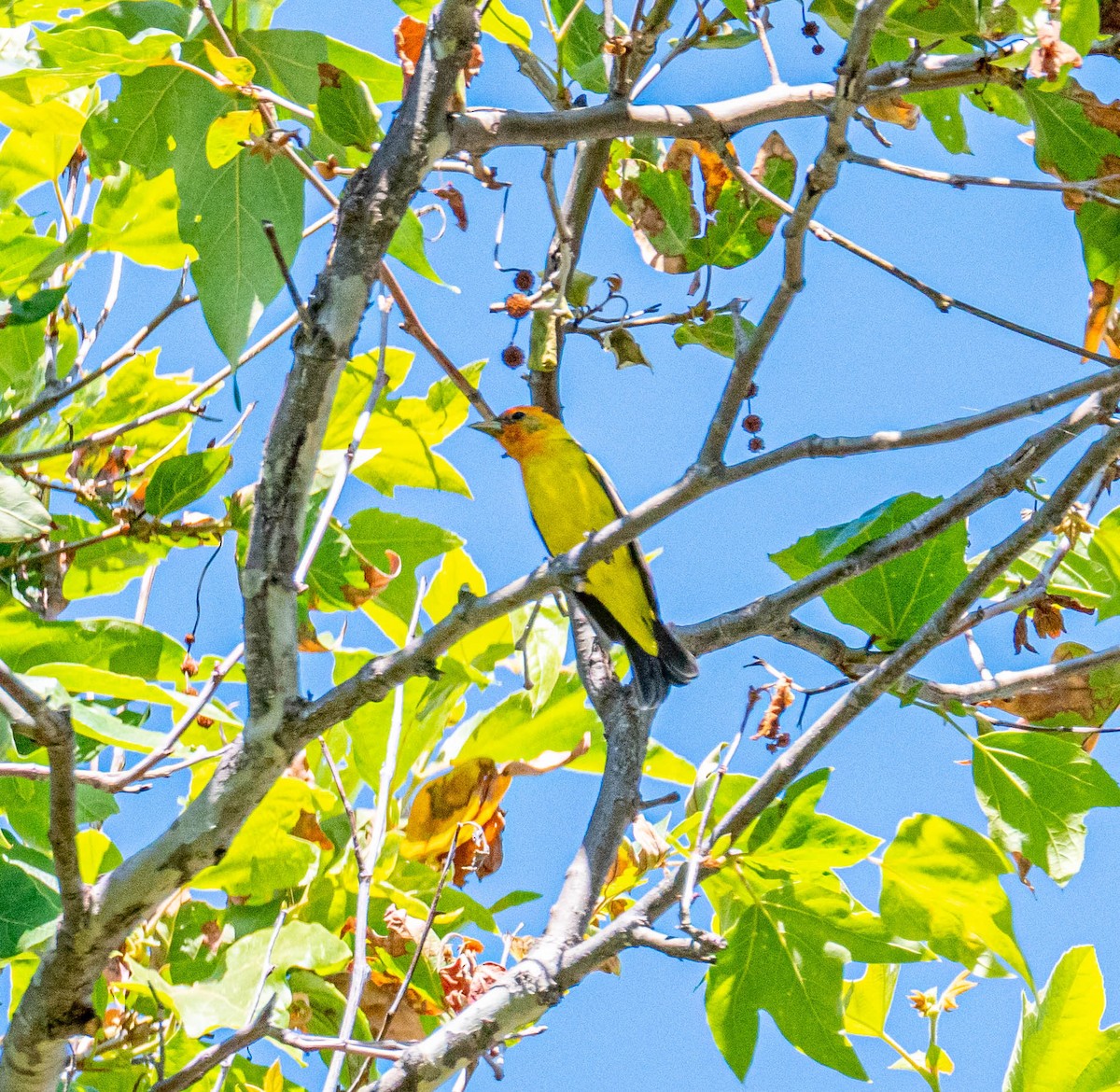 Western Tanager - ML344726281