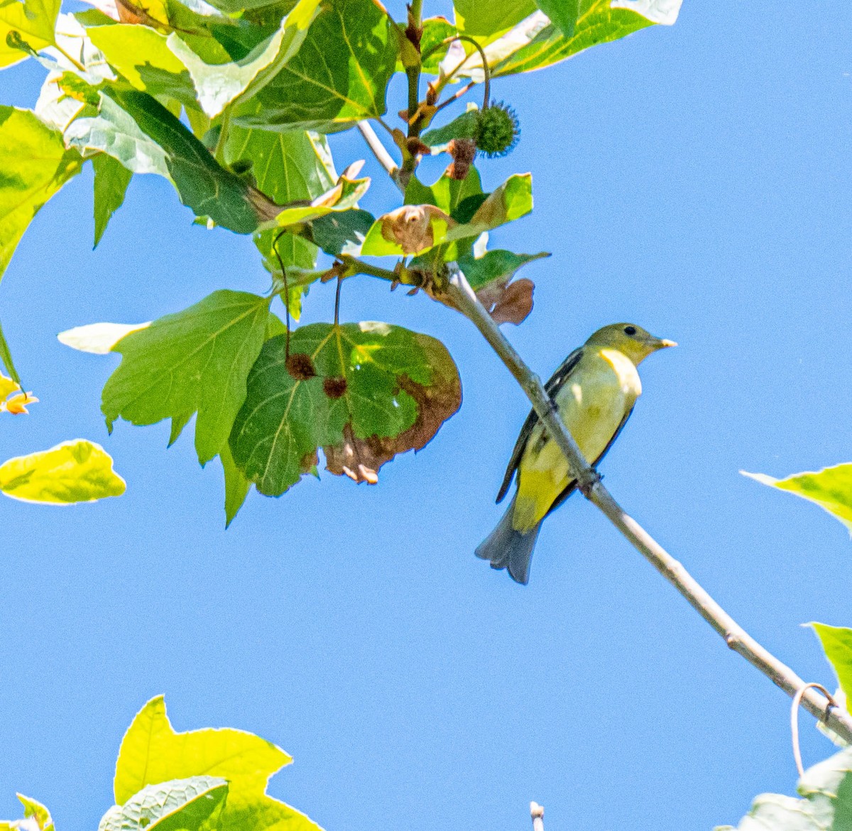 Western Tanager - ML344726291