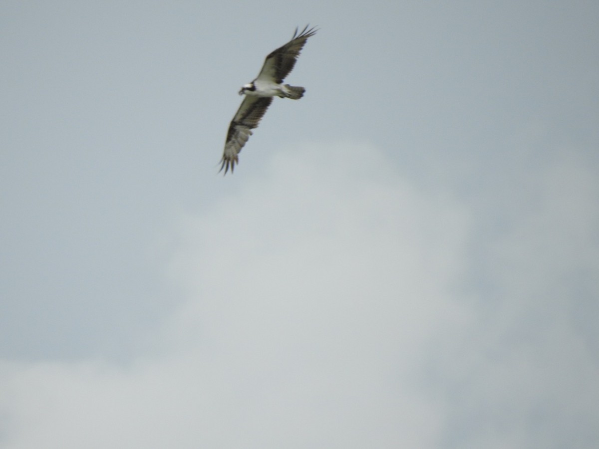 Osprey - Christopher Daniels