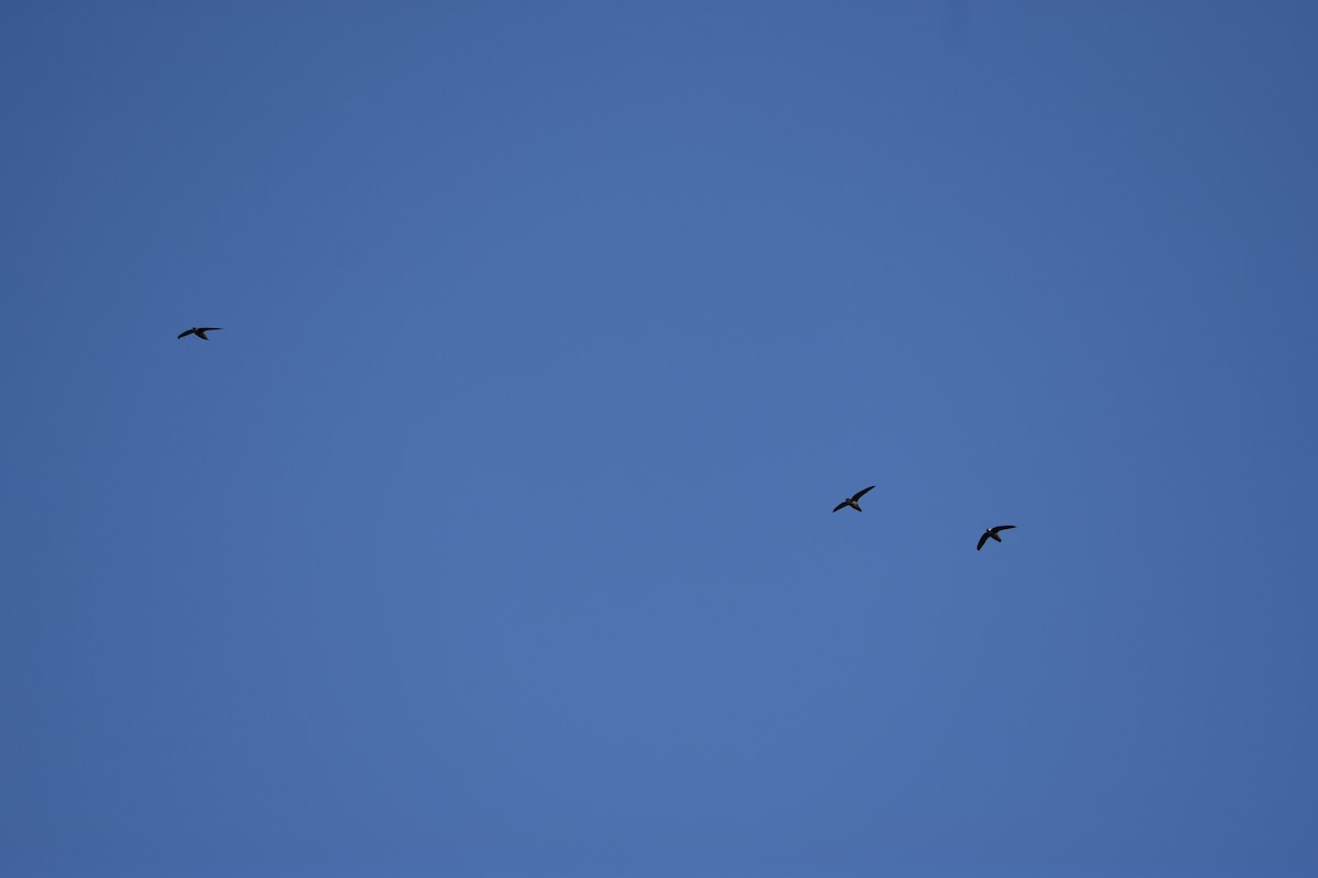 Chimney Swift - ML344728471