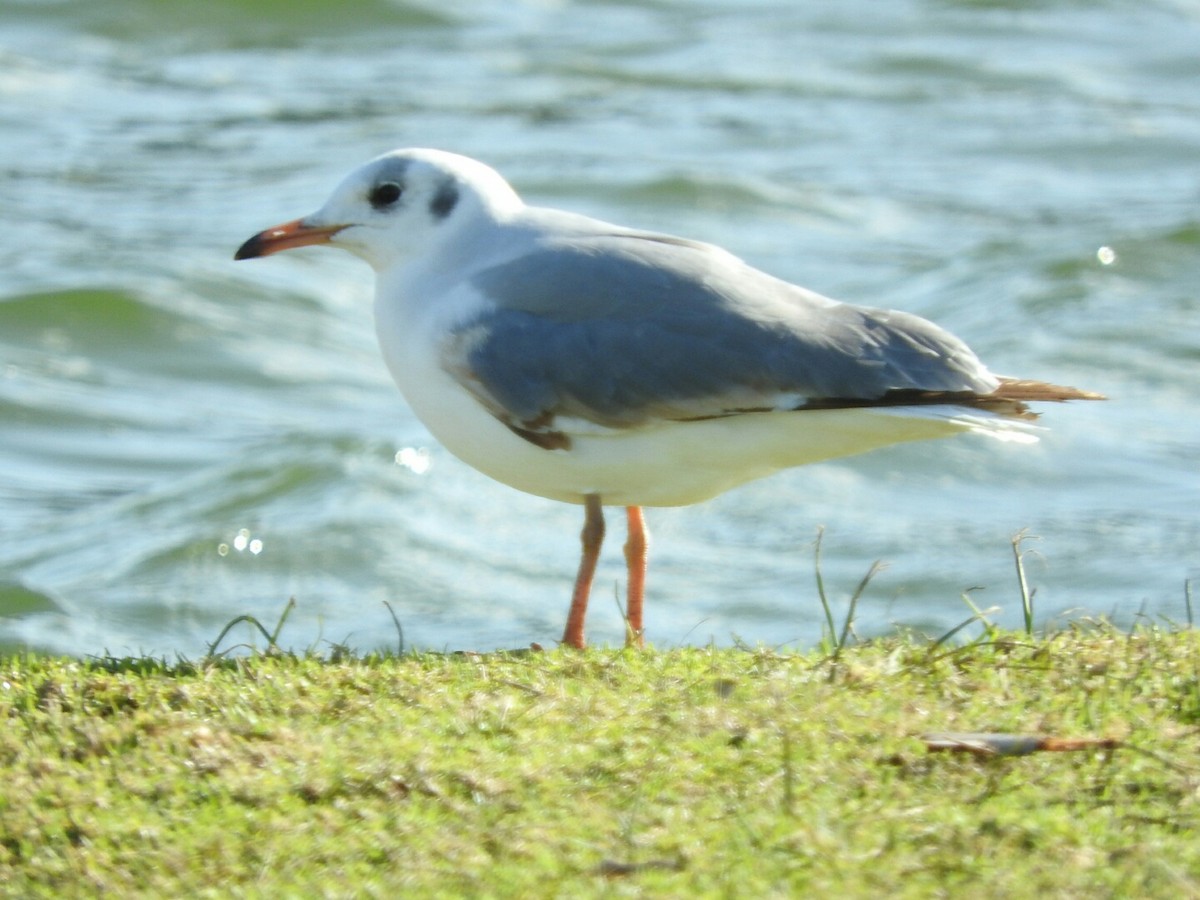 Brown-hooded Gull - ML344728931