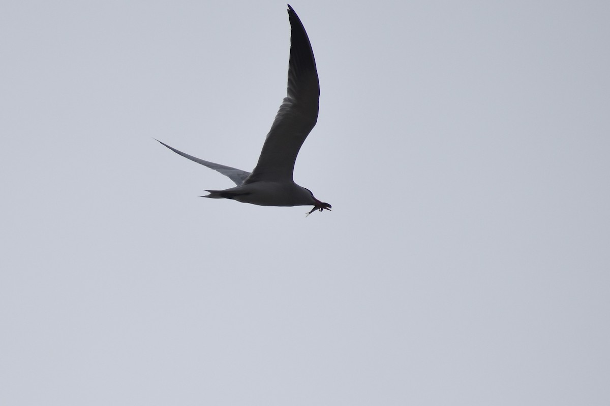 Caspian Tern - ML344729071