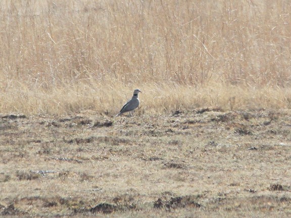 Ring-necked Dove - ML34473081