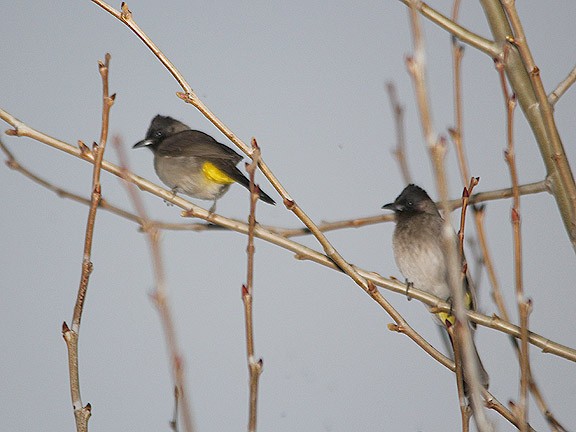 bulbul zahradní - ML34473161