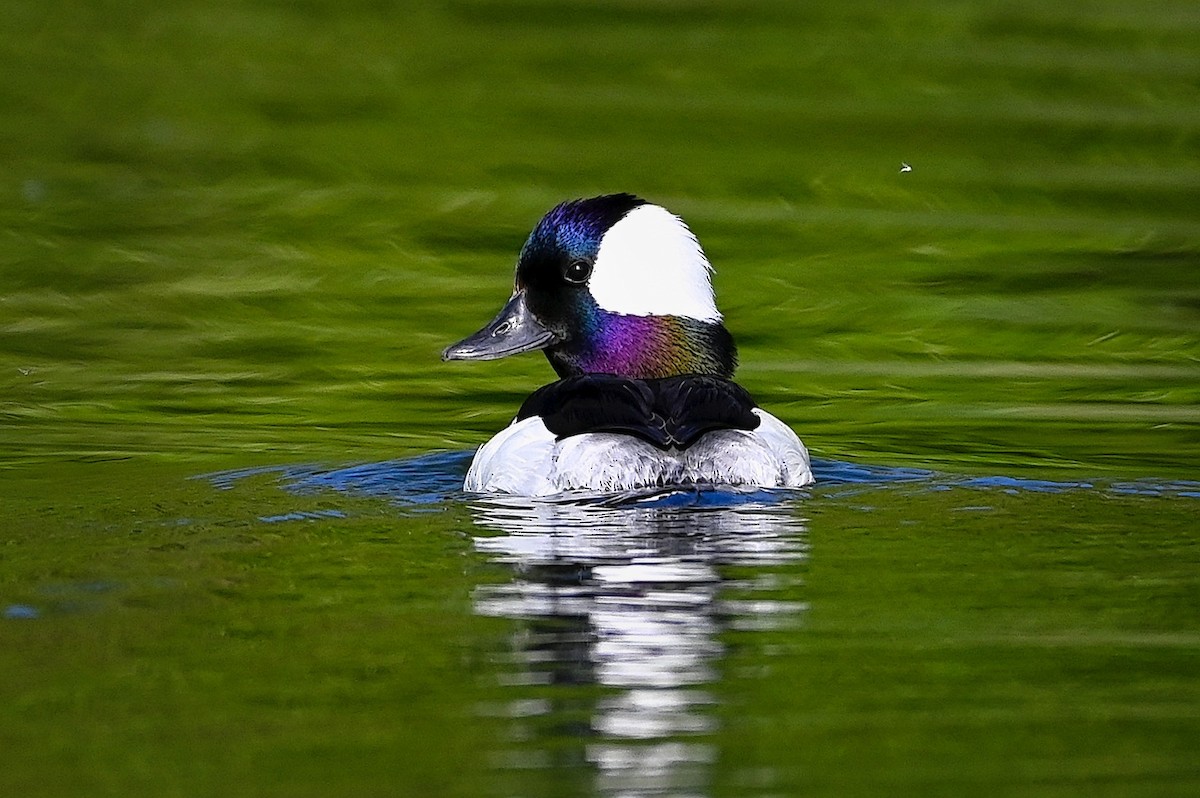 Bufflehead - ML344733591