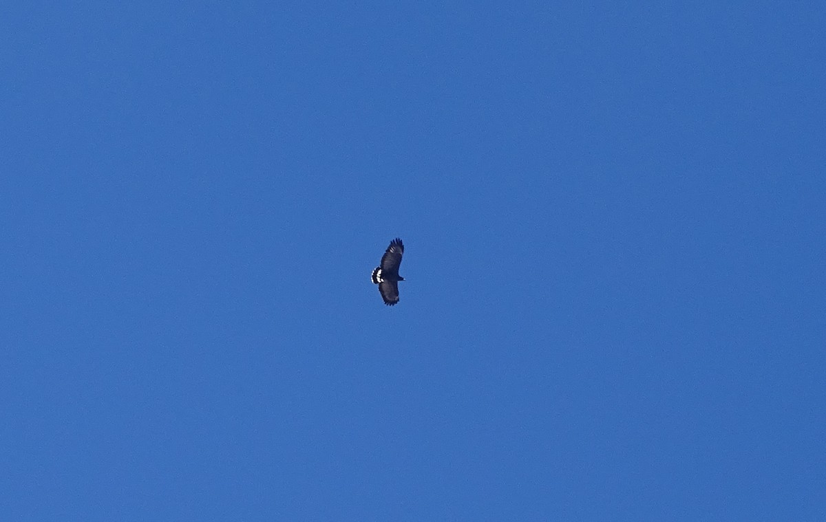 Common Black Hawk - ML344735101